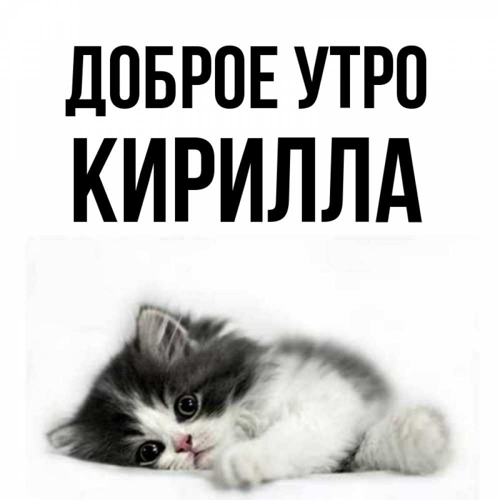 Открытка на каждый день с именем, Кирилла Доброе утро кот лапки Прикольная открытка с пожеланием онлайн скачать бесплатно 