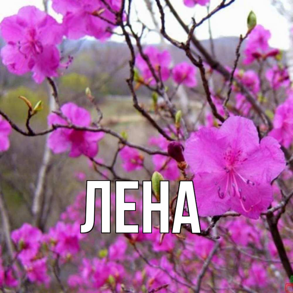 Открытка на каждый день с именем, Лена Главная праздник весны наурыз Прикольная открытка с пожеланием онлайн скачать бесплатно 