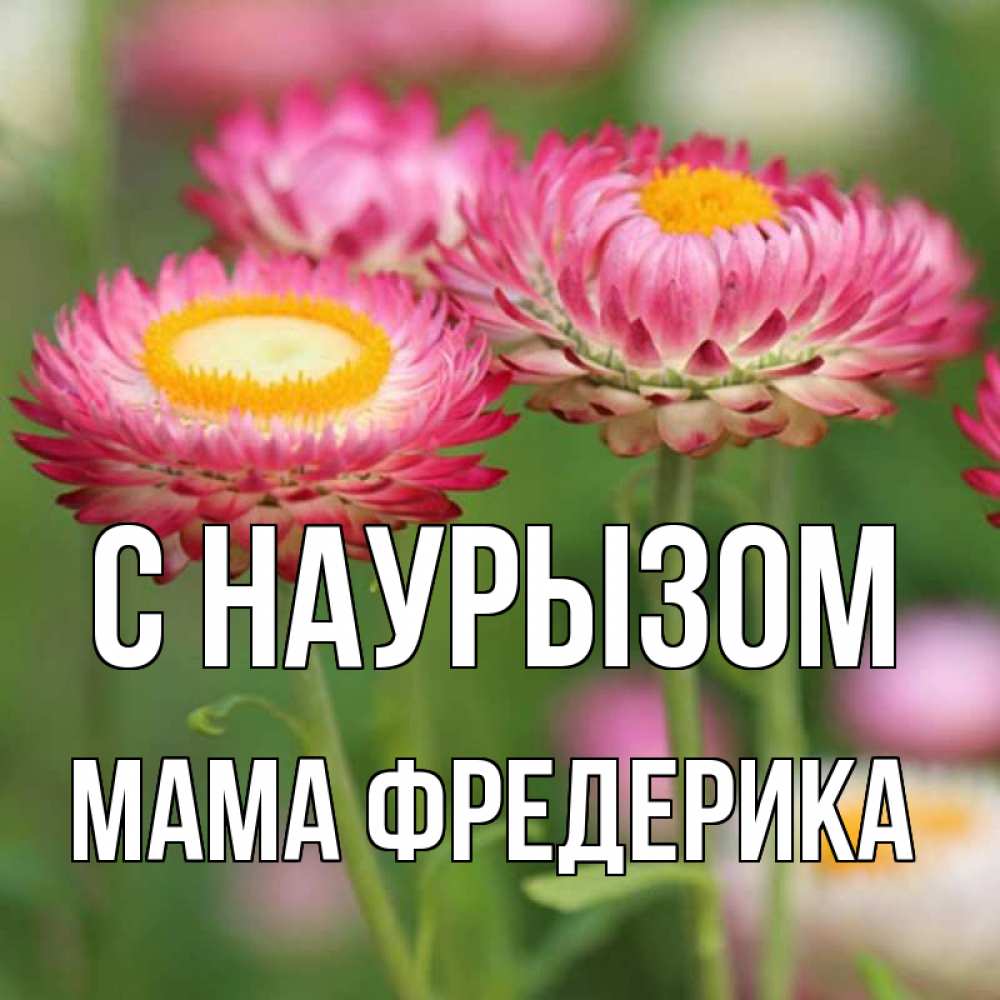 Открытка на каждый день с именем, Мама-Фредерика С наурызом подарок на международный женский день Прикольная открытка с пожеланием онлайн скачать бесплатно 