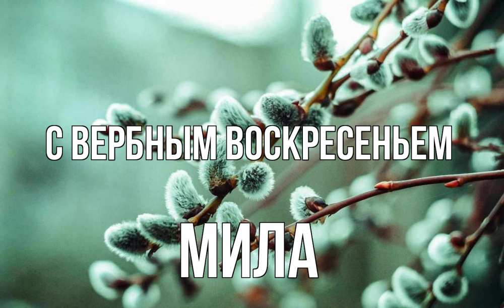 Открытка на каждый день с именем, Мила С вербным воскресеньем верба Прикольная открытка с пожеланием онлайн скачать бесплатно 