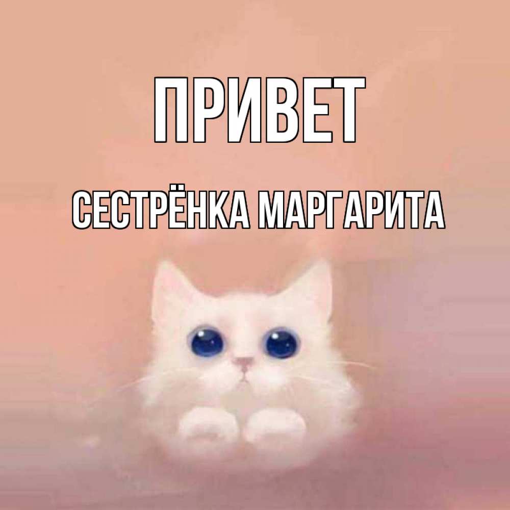 Открытка на каждый день с именем, Сестрёнка-Маргарита Привет котик белый в полете Прикольная открытка с пожеланием онлайн скачать бесплатно 