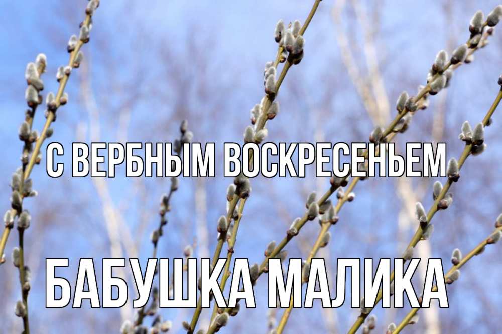 Открытка на каждый день с именем, Бабушка-Малика С вербным воскресеньем верба Прикольная открытка с пожеланием онлайн скачать бесплатно 