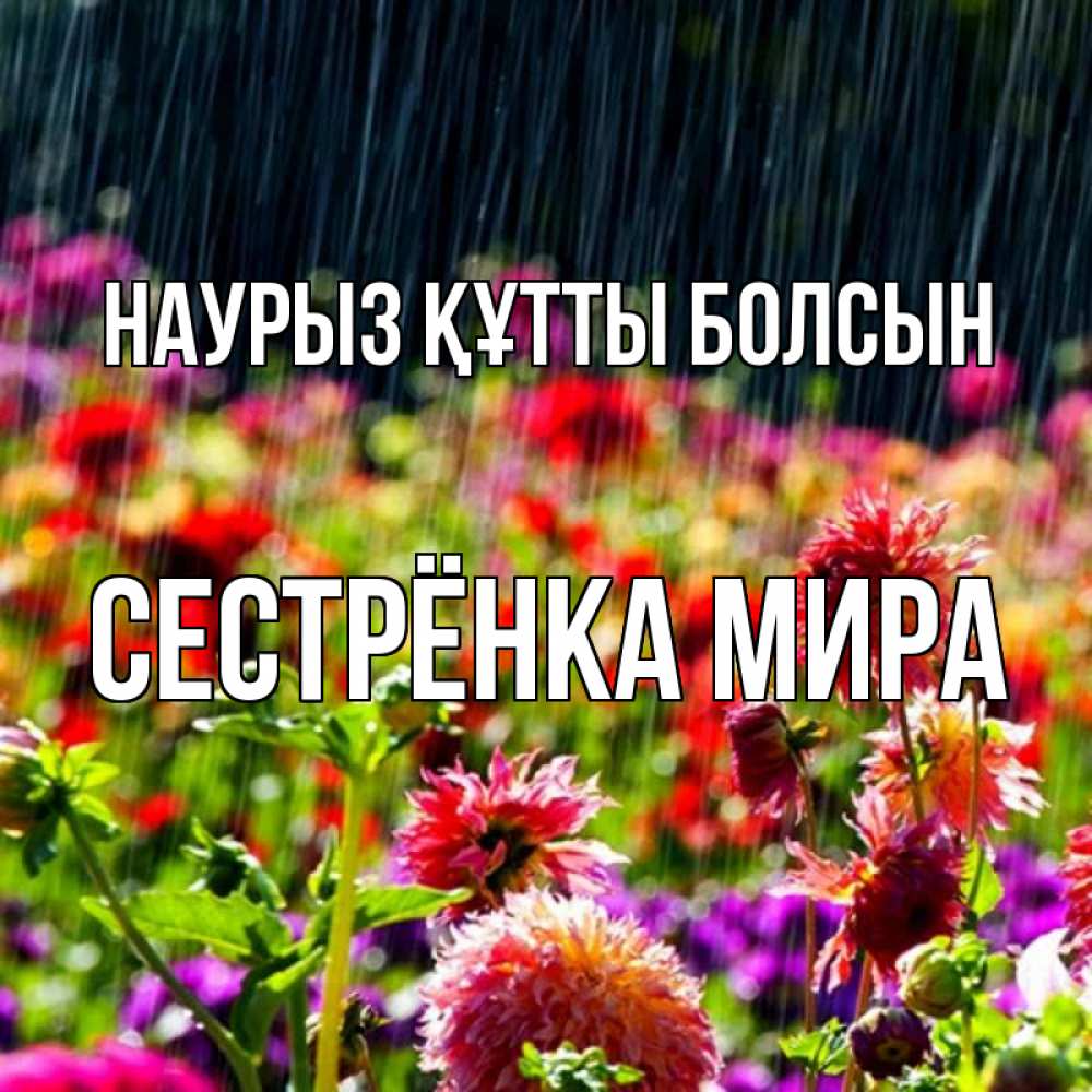 Открытка на каждый день с именем, Сестрёнка-Мира Наурыз құтты болсын цветы под дождиком к наурызу Прикольная открытка с пожеланием онлайн скачать бесплатно 