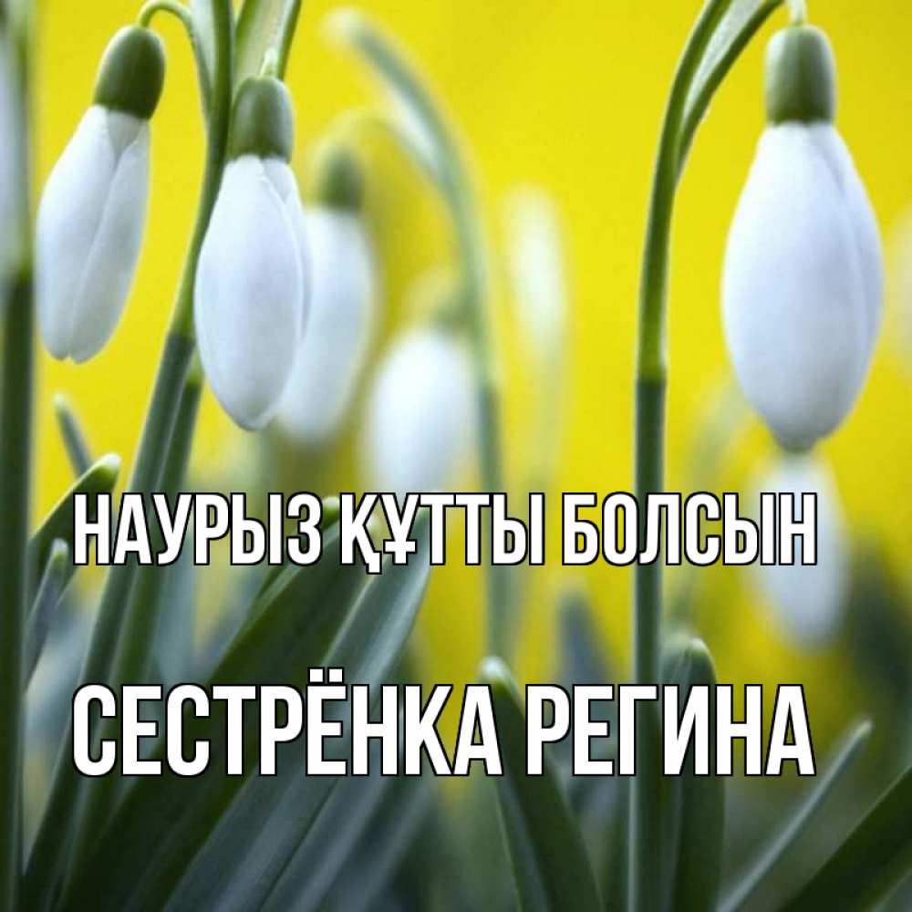 Открытка на каждый день с именем, Сестрёнка-Регина Наурыз құтты болсын весенние цветы Прикольная открытка с пожеланием онлайн скачать бесплатно 