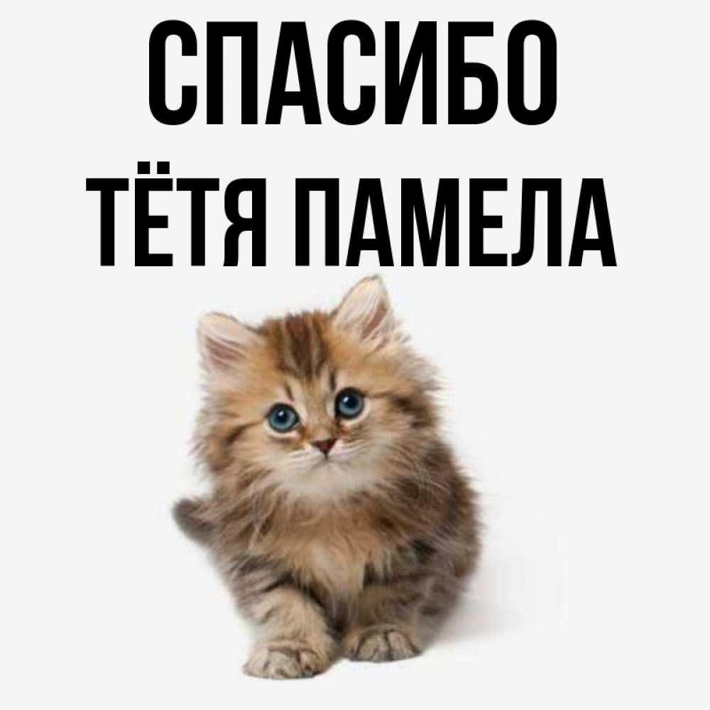 Открытка на каждый день с именем, Тётя-Памела Спасибо пушистый котик Прикольная открытка с пожеланием онлайн скачать бесплатно 