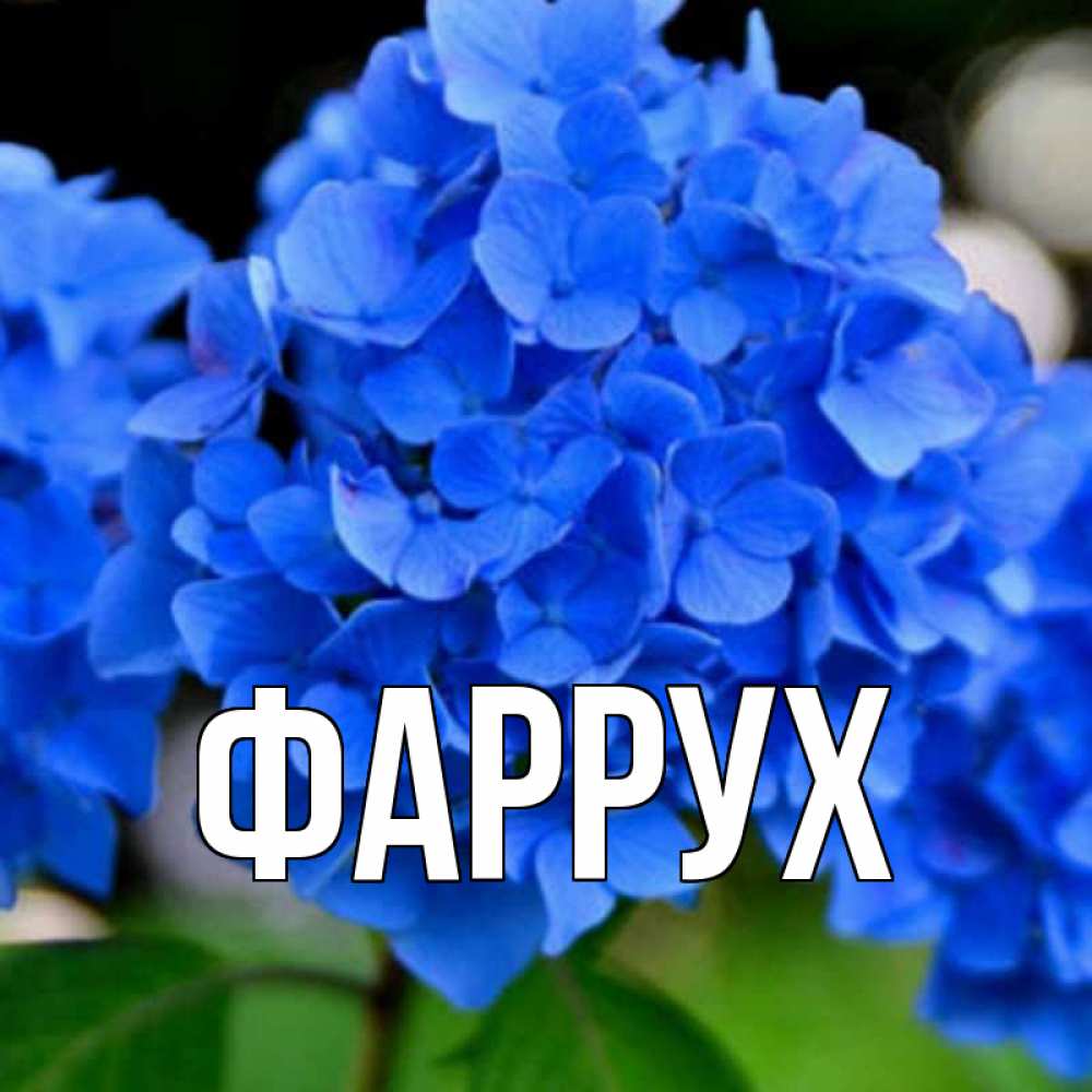 Открытка на каждый день с именем, Фаррух Главная синие цветы Прикольная открытка с пожеланием онлайн скачать бесплатно 