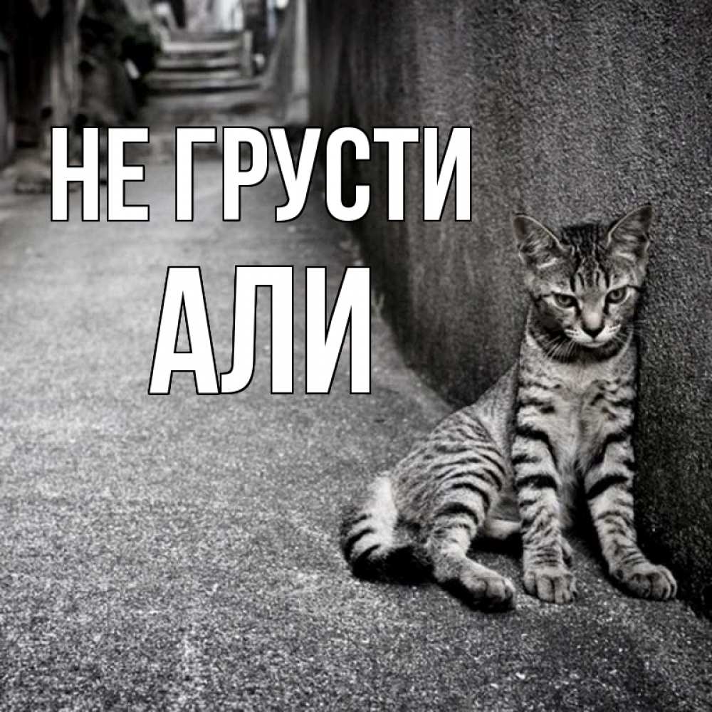Открытка на каждый день с именем, Али Не грусти скучающий котик Прикольная открытка с пожеланием онлайн скачать бесплатно 