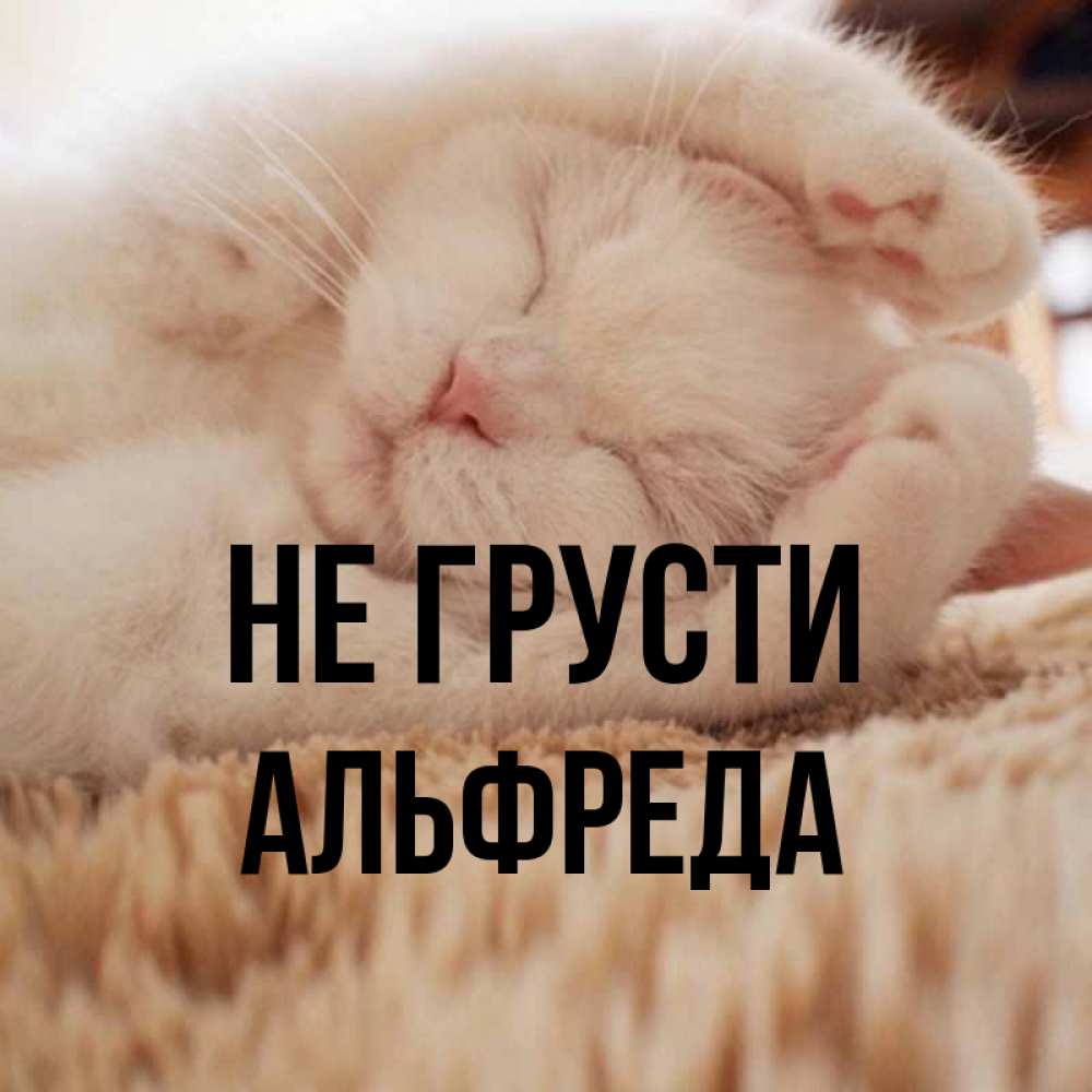 Открытка на каждый день с именем, Альфреда Не грусти Котенок спит Прикольная открытка с пожеланием онлайн скачать бесплатно 