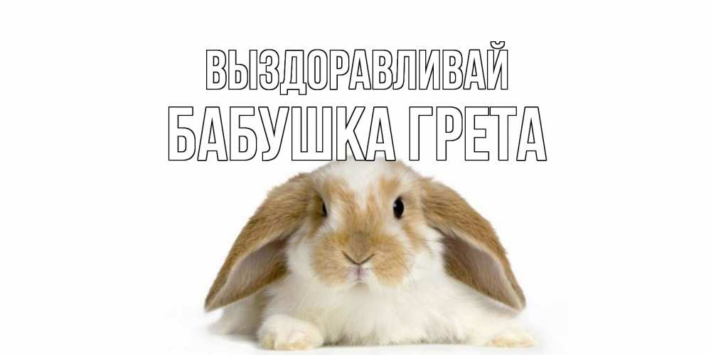Открытка на каждый день с именем, Бабушка-Грета Выздоравливай вислоухий кролик белого и коричневого цвета Прикольная открытка с пожеланием онлайн скачать бесплатно 