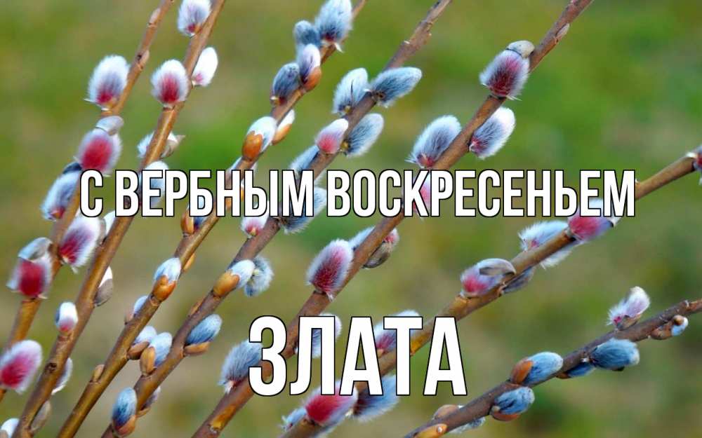 Открытка на каждый день с именем, Злата С вербным воскресеньем верба Прикольная открытка с пожеланием онлайн скачать бесплатно 