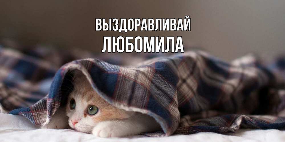 Открытка на каждый день с именем, Любомила Выздоравливай не болейте с котиком Прикольная открытка с пожеланием онлайн скачать бесплатно 