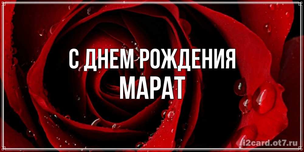 Открытка на каждый день с именем, Марат С днем рождения крупная бордовая роза Прикольная открытка с пожеланием онлайн скачать бесплатно 