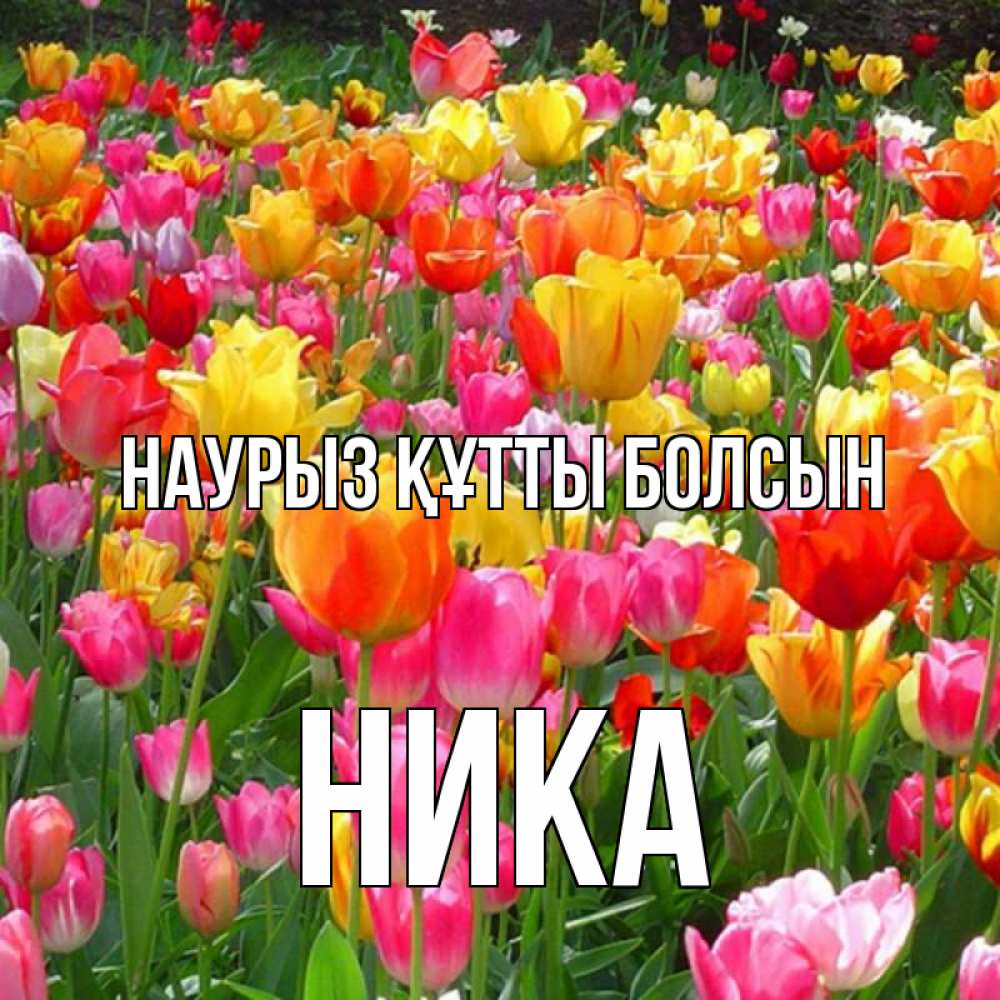 Открытка на каждый день с именем, Ника Наурыз құтты болсын на наурыз  ура ура Прикольная открытка с пожеланием онлайн скачать бесплатно 