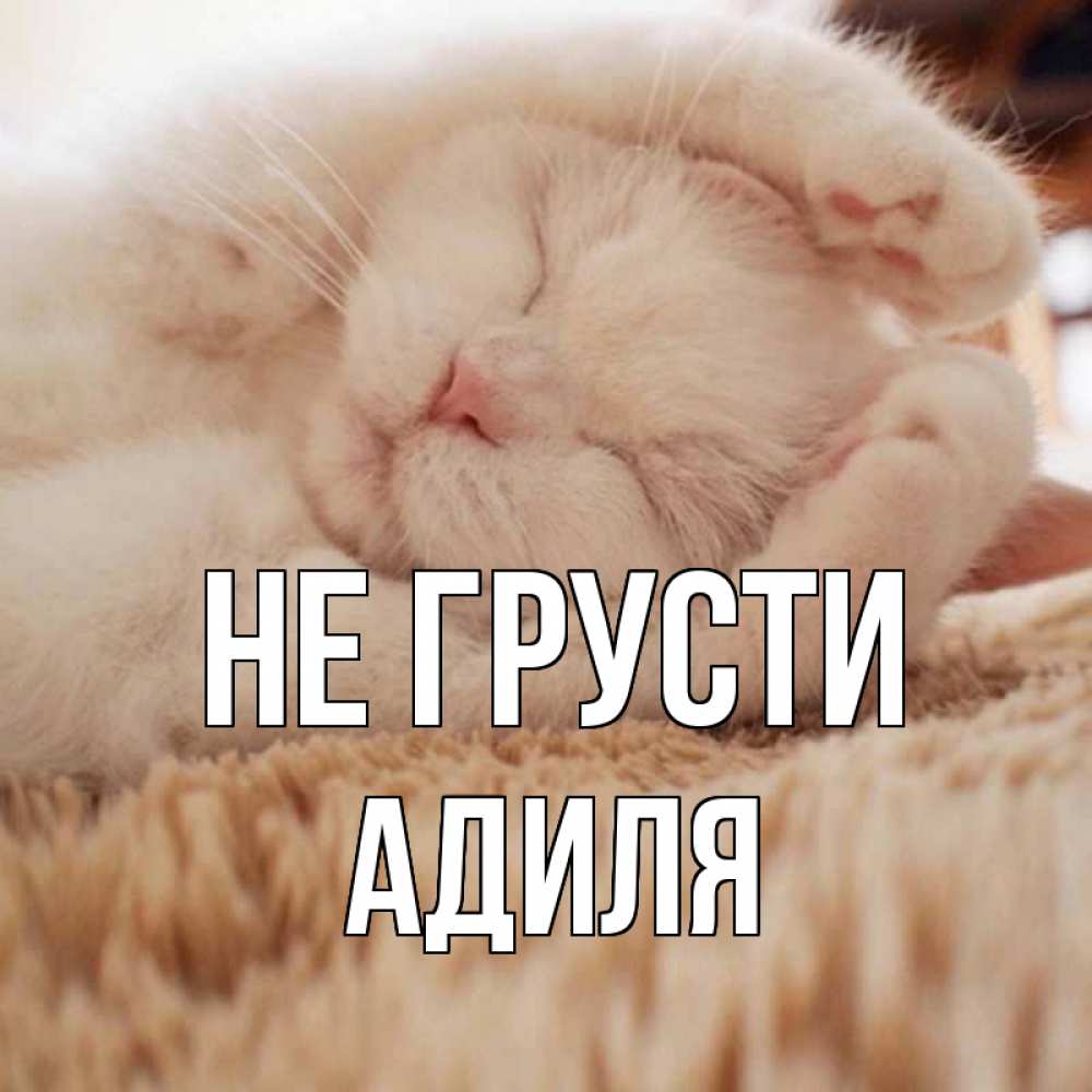 Открытка на каждый день с именем, Адиля Не грусти белый кот Прикольная открытка с пожеланием онлайн скачать бесплатно 
