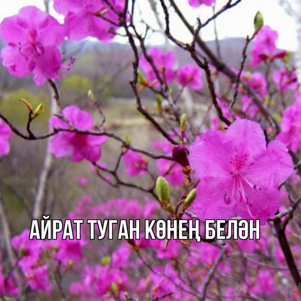 Открытка на каждый день с именем, Айрат-туган-көнең-белән Главная праздник весны наурыз Прикольная открытка с пожеланием онлайн скачать бесплатно 