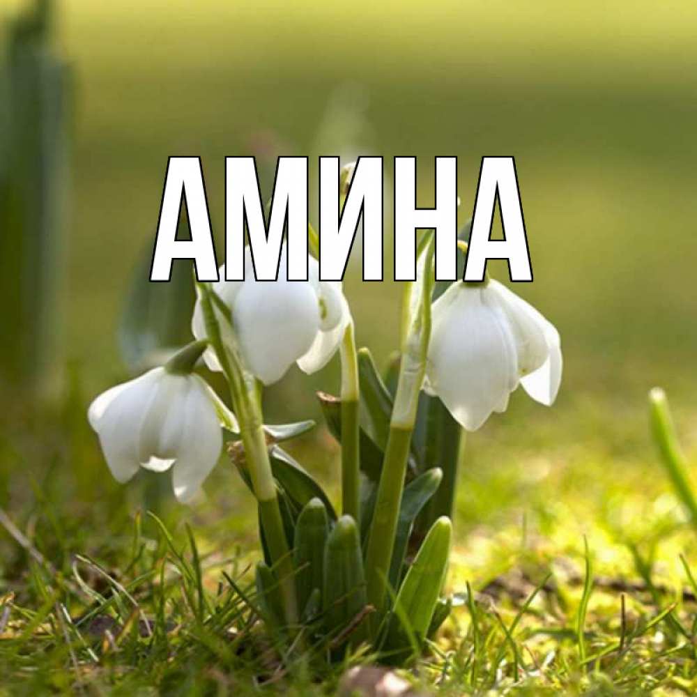 Открытка на каждый день с именем, Амина Главная ранние цветы 2 Прикольная открытка с пожеланием онлайн скачать бесплатно 