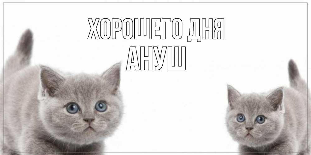 Открытка на каждый день с именем, Ануш Хорошего дня открытка с котами Прикольная открытка с пожеланием онлайн скачать бесплатно 