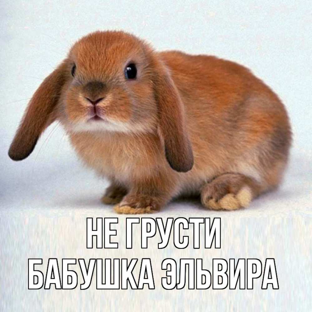 Открытка на каждый день с именем, Бабушка-Эльвира Не грусти рыжий зая Прикольная открытка с пожеланием онлайн скачать бесплатно 
