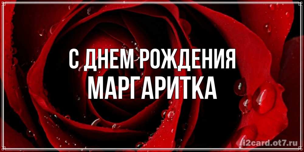 Открытка на каждый день с именем, МАРГАРИТКА С днем рождения крупная бордовая роза Прикольная открытка с пожеланием онлайн скачать бесплатно 