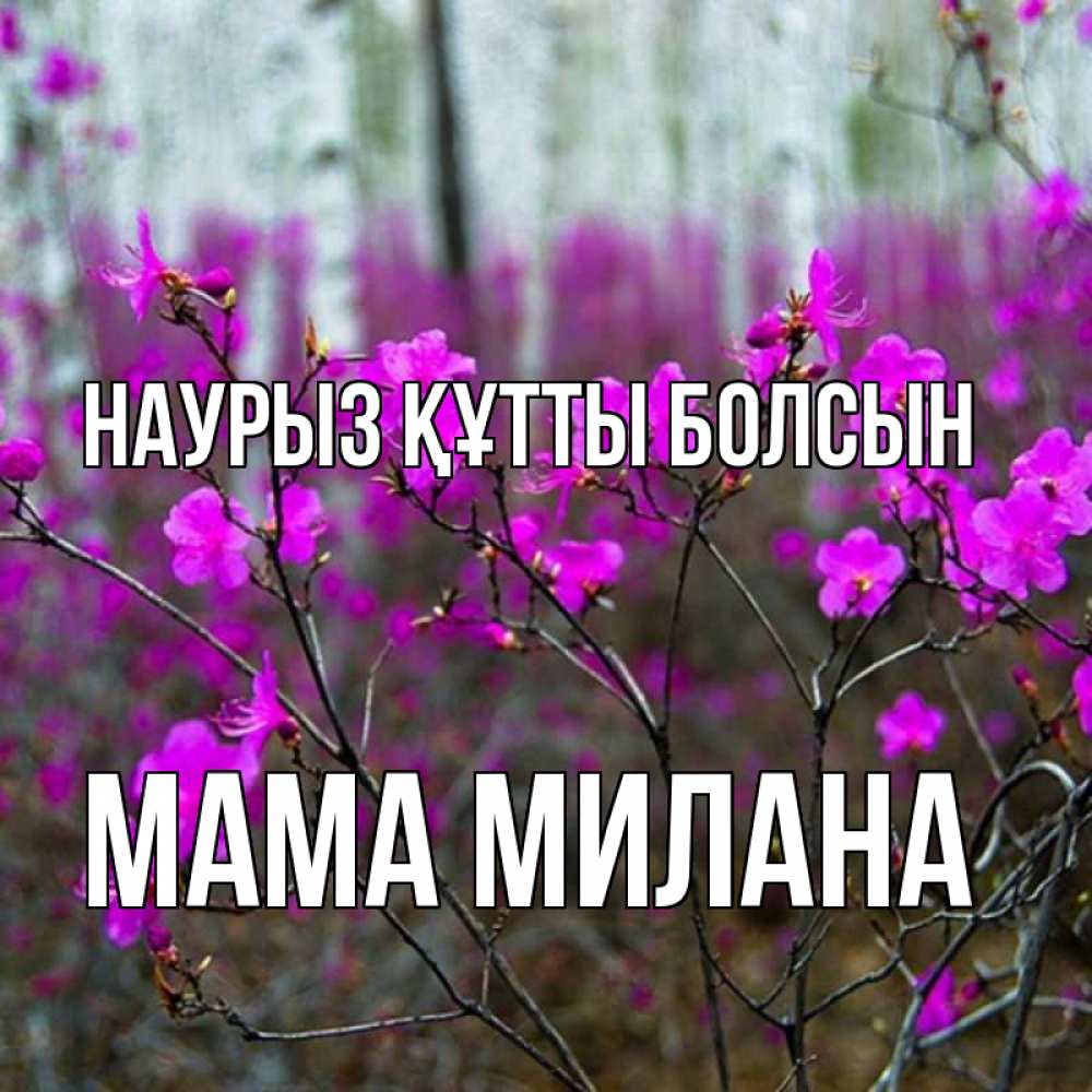 Открытка на каждый день с именем, Мама-Милана Наурыз құтты болсын дикие цветы Прикольная открытка с пожеланием онлайн скачать бесплатно 