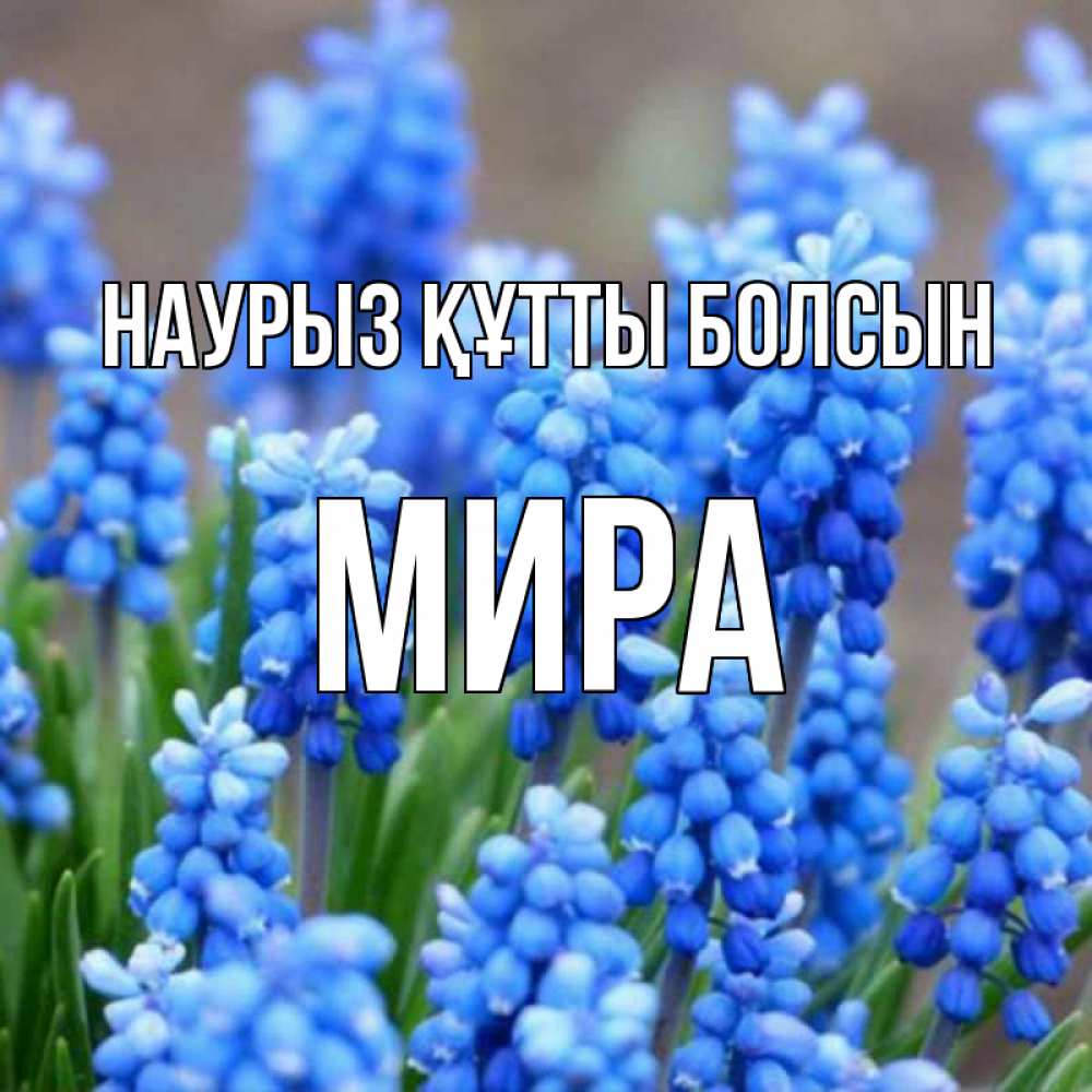 Открытка на каждый день с именем, Мира Наурыз құтты болсын Поздравительная открытка для женщин с цветами на праздничную дату Прикольная открытка с пожеланием онлайн скачать бесплатно 
