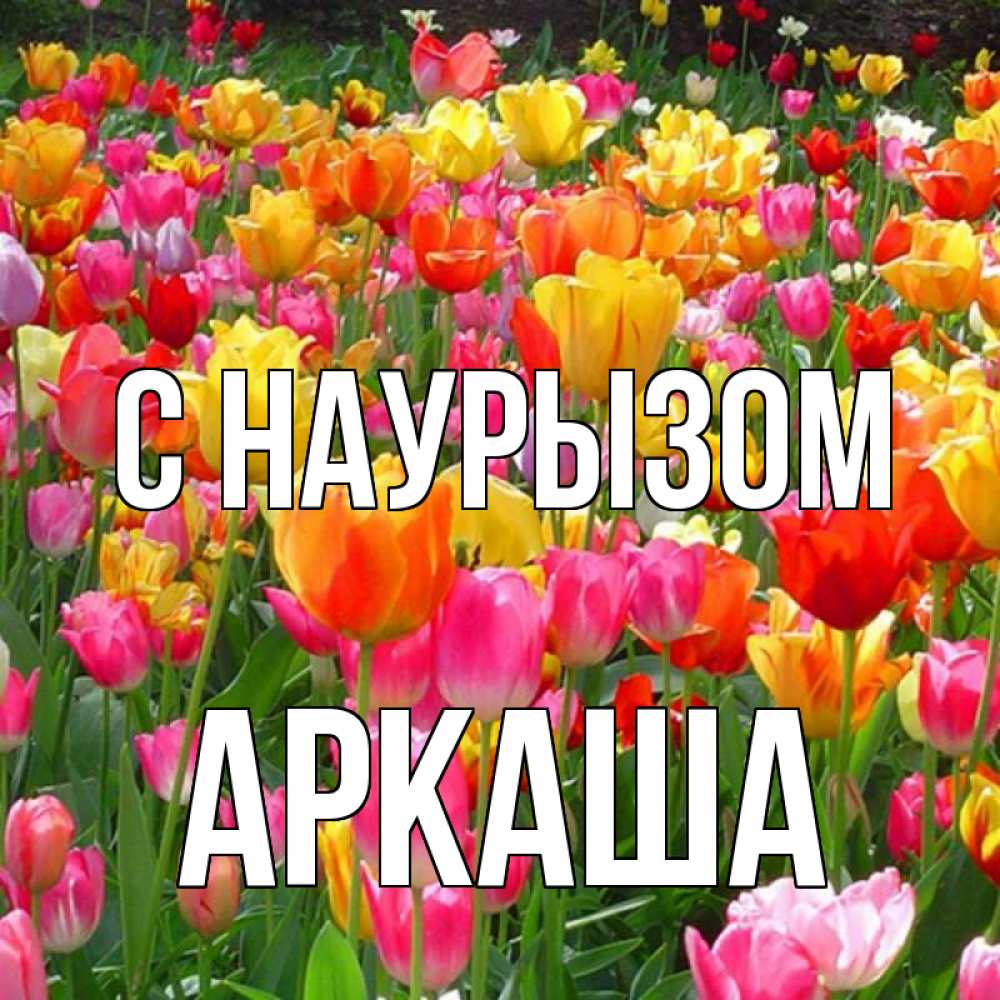 Открытка на каждый день с именем, Аркаша С наурызом праздник весны наурыз 4 Прикольная открытка с пожеланием онлайн скачать бесплатно 