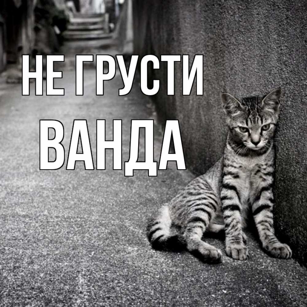 Открытка на каждый день с именем, Ванда Не грусти скучающий котик Прикольная открытка с пожеланием онлайн скачать бесплатно 
