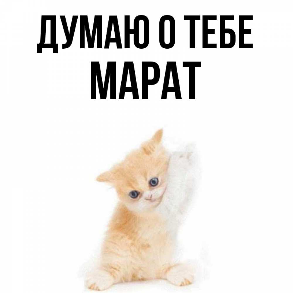 Открытка на каждый день с именем, Марат Думаю о тебе зверушки и милота Прикольная открытка с пожеланием онлайн скачать бесплатно 