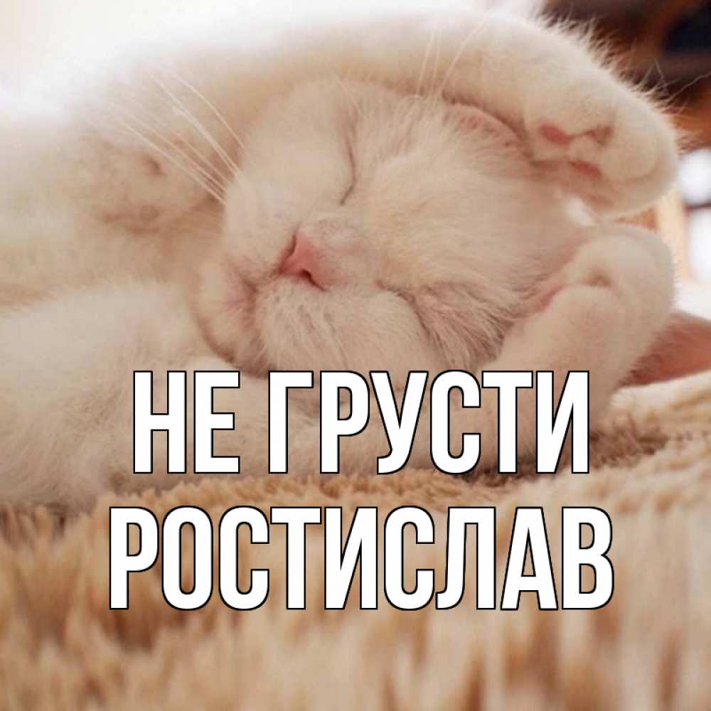 Открытка на каждый день с именем, Ростислав Не грусти белый кот Прикольная открытка с пожеланием онлайн скачать бесплатно 
