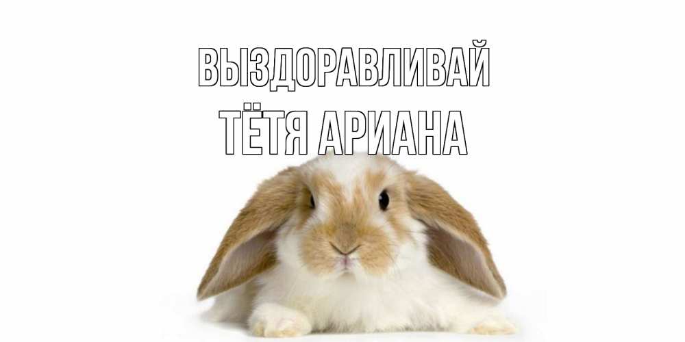 Открытка на каждый день с именем, Тётя-Ариана Выздоравливай вислоухий кролик белого и коричневого цвета Прикольная открытка с пожеланием онлайн скачать бесплатно 