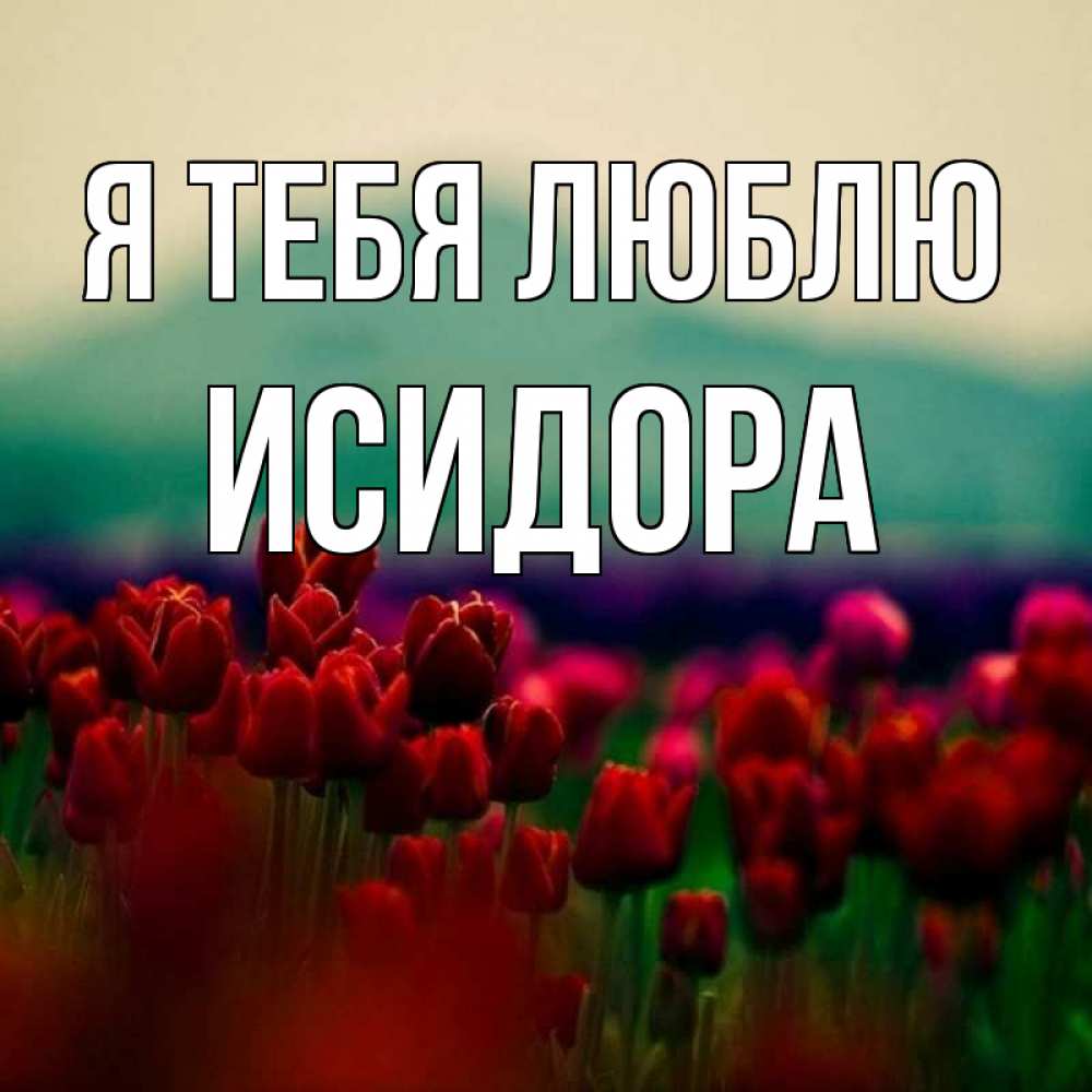 Открытка на каждый день с именем, Исидора Я тебя люблю тюльпаны 4 Прикольная открытка с пожеланием онлайн скачать бесплатно 
