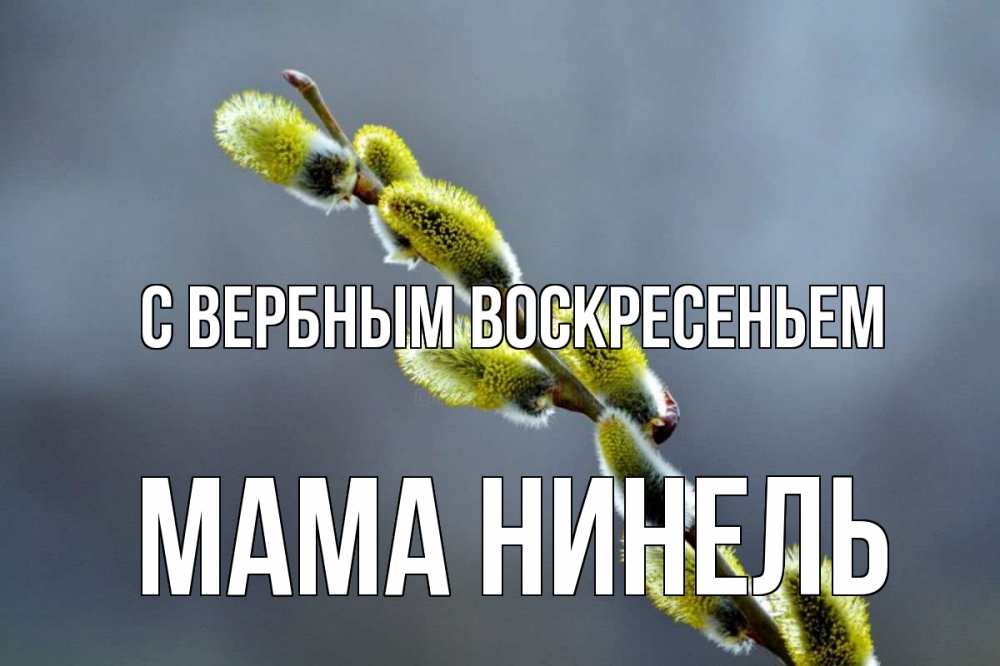 Открытка на каждый день с именем, Мама-Нинель С вербным воскресеньем верба Прикольная открытка с пожеланием онлайн скачать бесплатно 