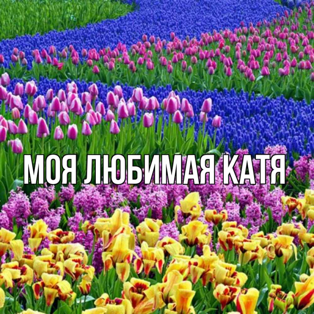 Открытка на каждый день с именем, Моя-любимая-Катя Главная цветы Прикольная открытка с пожеланием онлайн скачать бесплатно 