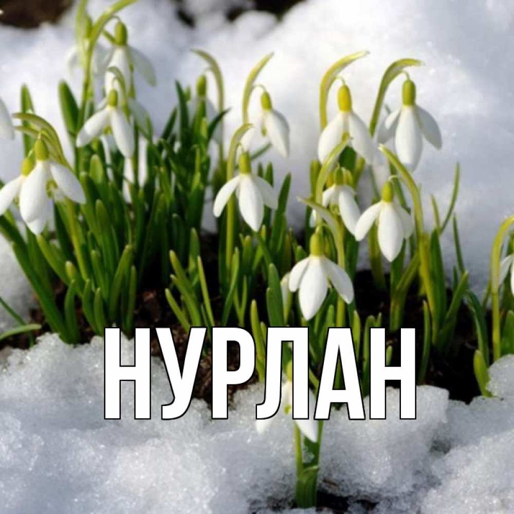 Открытка на каждый день с именем, Нурлан Главная цветы весенние Прикольная открытка с пожеланием онлайн скачать бесплатно 