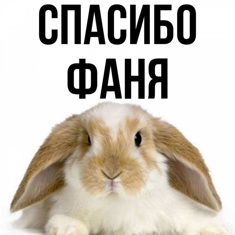 Открытка на каждый день с именем, Фаня Спасибо коричнево белый заяц Прикольная открытка с пожеланием онлайн скачать бесплатно 