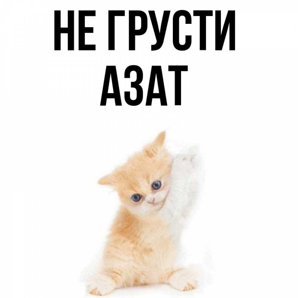 Открытка на каждый день с именем, Азат Не грусти просящий кот Прикольная открытка с пожеланием онлайн скачать бесплатно 