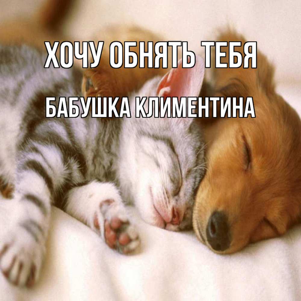 Открытка на каждый день с именем, Бабушка-Климентина Хочу обнять тебя пес и котенок Прикольная открытка с пожеланием онлайн скачать бесплатно 