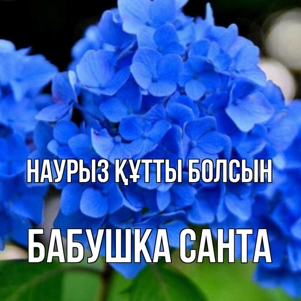 Открытка на каждый день с именем, Бабушка-Санта Наурыз құтты болсын синие цветы Прикольная открытка с пожеланием онлайн скачать бесплатно 