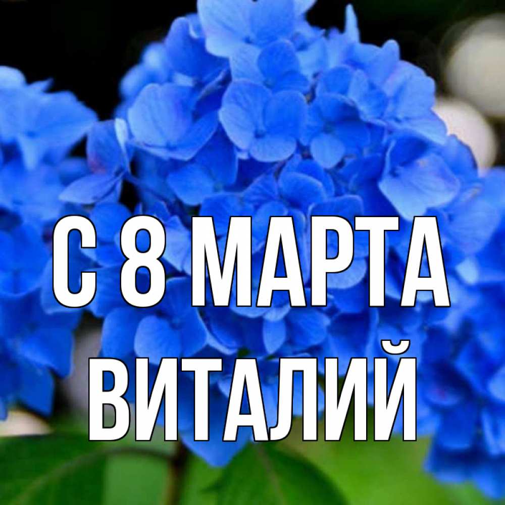 Открытка на каждый день с именем, Виталий С 8 МАРТА синие цветы Прикольная открытка с пожеланием онлайн скачать бесплатно 
