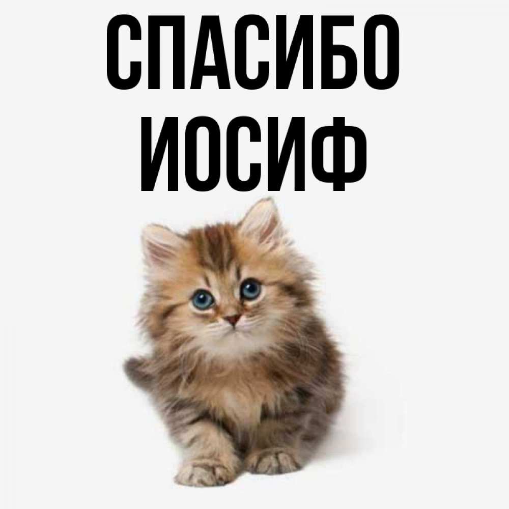 Открытка на каждый день с именем, Иосиф Спасибо пушистый котик Прикольная открытка с пожеланием онлайн скачать бесплатно 