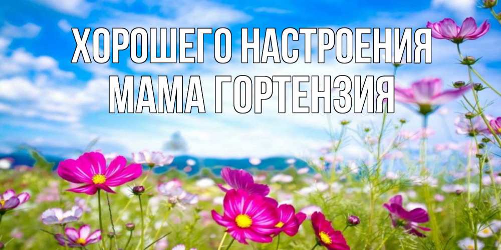 Открытка на каждый день с именем, Мама-Гортензия Хорошего настроения поле цветов Прикольная открытка с пожеланием онлайн скачать бесплатно 