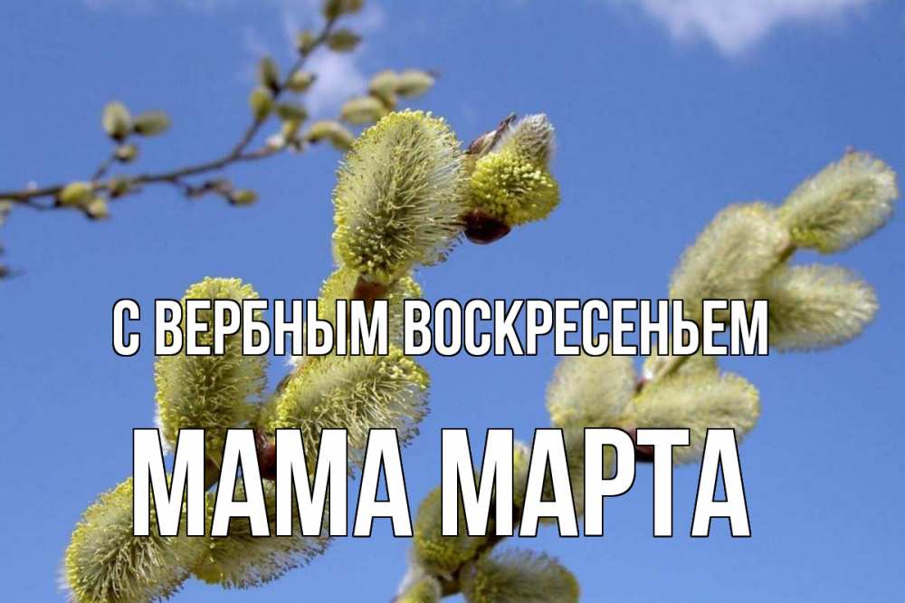 Открытка на каждый день с именем, Мама-Марта С вербным воскресеньем верба Прикольная открытка с пожеланием онлайн скачать бесплатно 