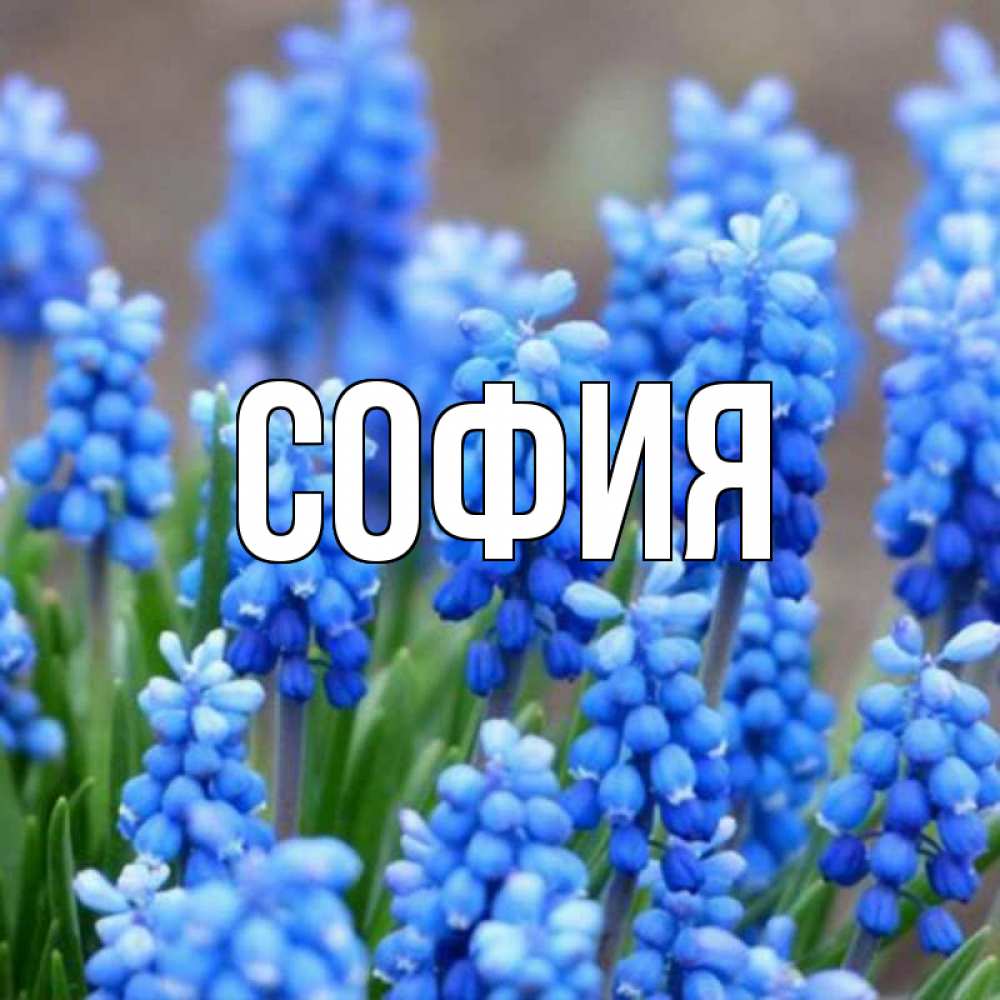 Открытка на каждый день с именем, София Главная Поздравительная открытка для женщин с цветами на праздничную дату Прикольная открытка с пожеланием онлайн скачать бесплатно 