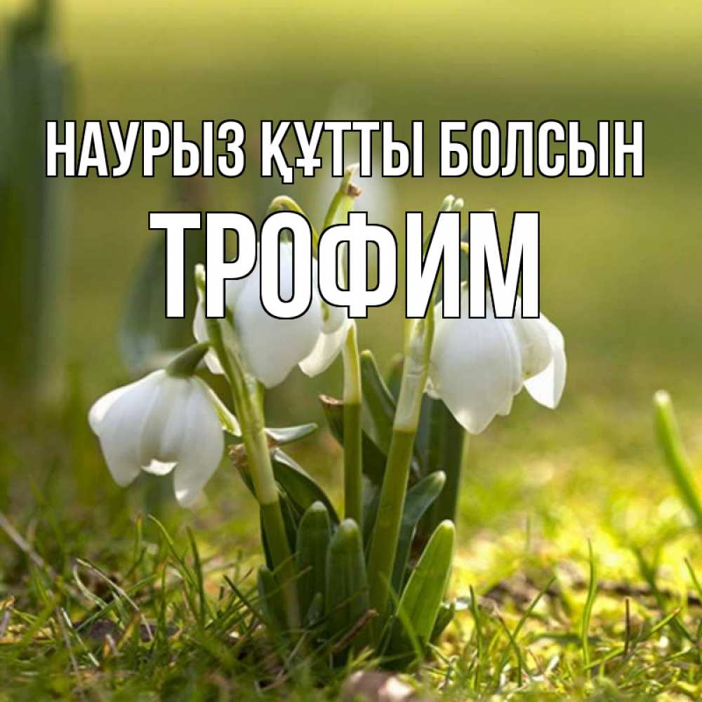 Открытка на каждый день с именем, Трофим Наурыз құтты болсын ранние цветы 2 Прикольная открытка с пожеланием онлайн скачать бесплатно 