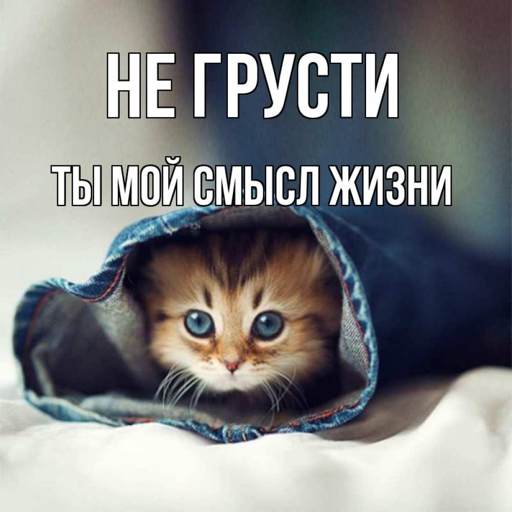 Открытка на каждый день с именем, Ты-мой-смысл-жизни Не грусти кот в одежде Прикольная открытка с пожеланием онлайн скачать бесплатно 
