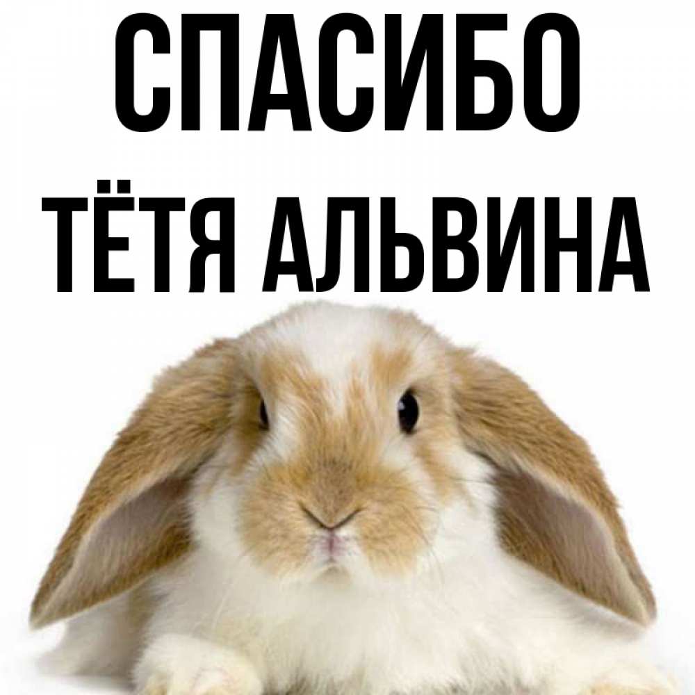 Открытка на каждый день с именем, Тётя-Альвина Спасибо коричнево белый заяц Прикольная открытка с пожеланием онлайн скачать бесплатно 