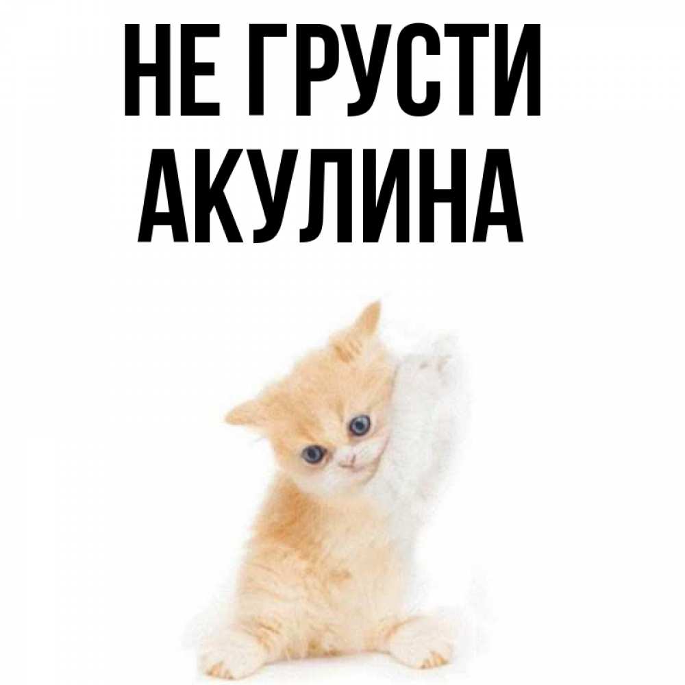 Открытка на каждый день с именем, Акулина Не грусти просящий кот Прикольная открытка с пожеланием онлайн скачать бесплатно 