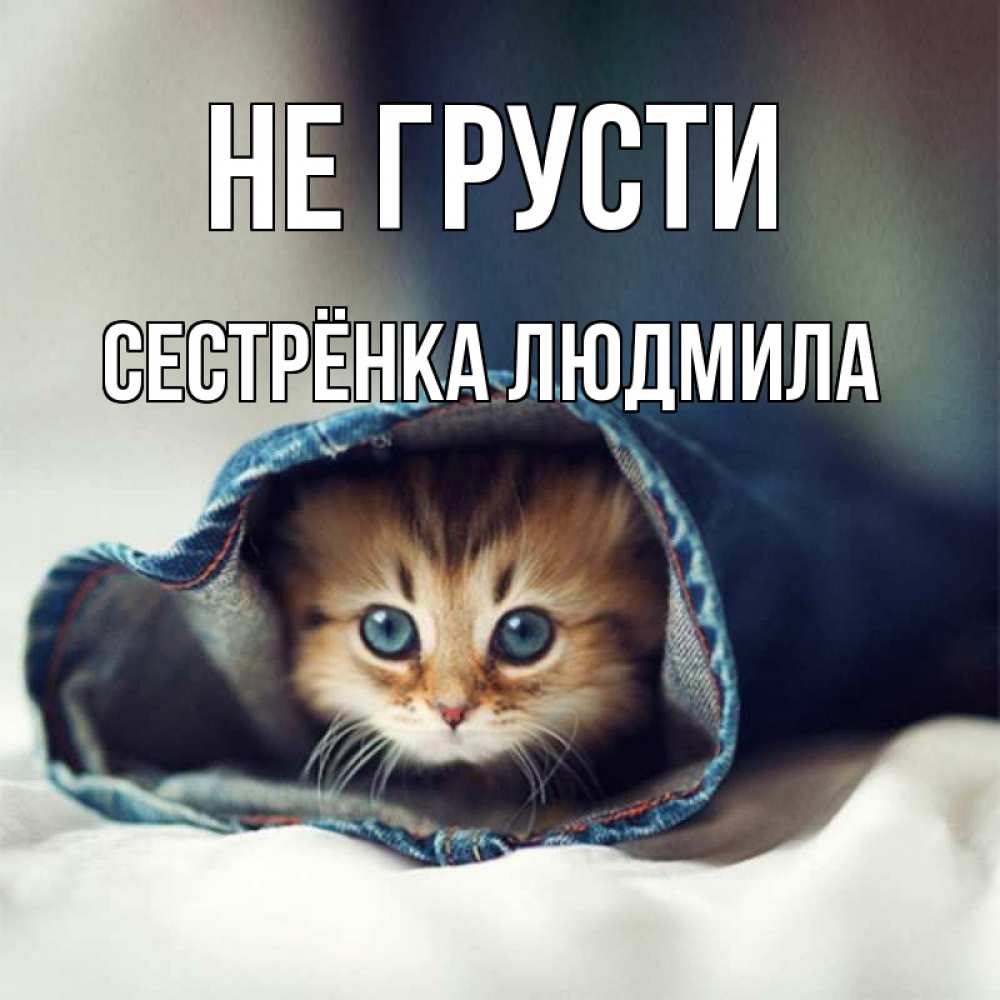 Открытка на каждый день с именем, Сестрёнка-Людмила Не грусти кот в одежде Прикольная открытка с пожеланием онлайн скачать бесплатно 