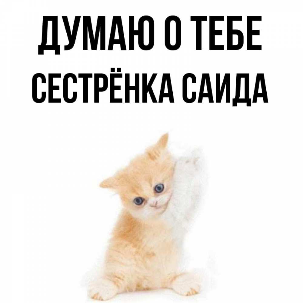 Открытка на каждый день с именем, Сестрёнка-Саида Думаю о тебе зверушки и милота Прикольная открытка с пожеланием онлайн скачать бесплатно 