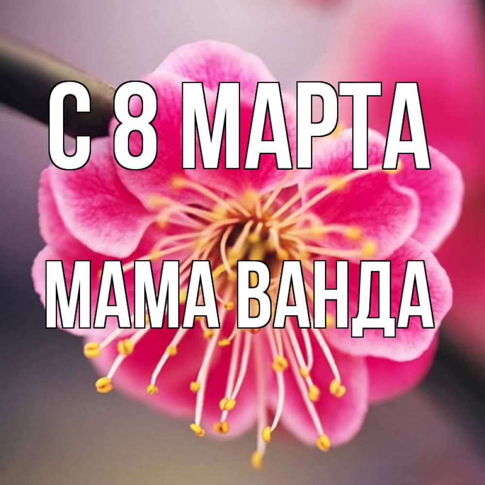 Открытка на каждый день с именем, Мама-Ванда С 8 МАРТА цветы Прикольная открытка с пожеланием онлайн скачать бесплатно 